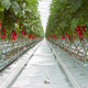 Illustration for article titled How Vertical Farming is Revolutionizing the Way We Grow Food